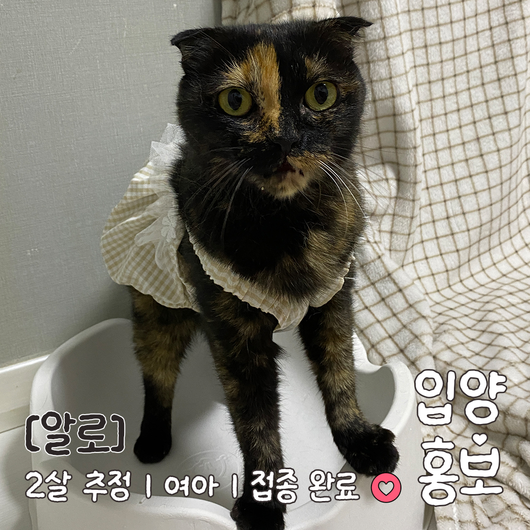 알로_입양홍보_04.jpg