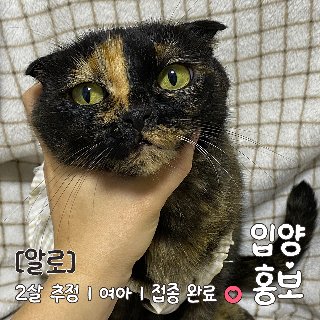 알로_입양홍보_06.jpg