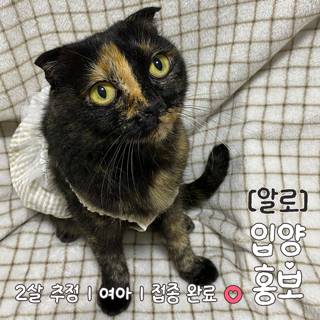알로_입양홍보_08.jpg