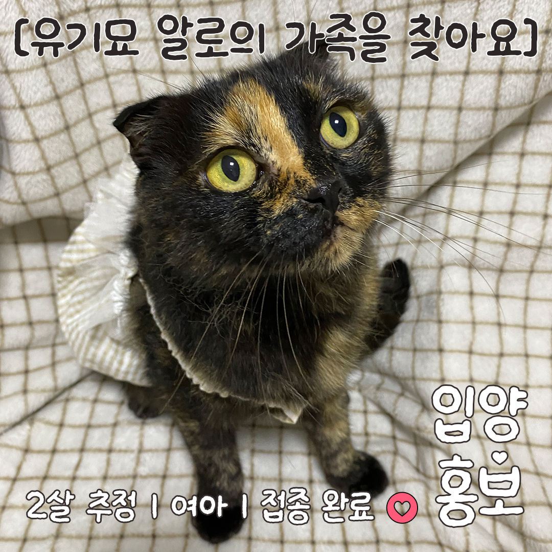 알로_입양홍보_.jpg