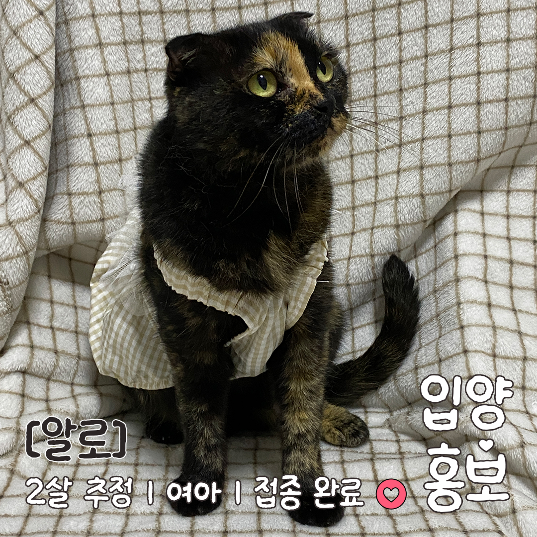 알로_입양홍보_05.jpg