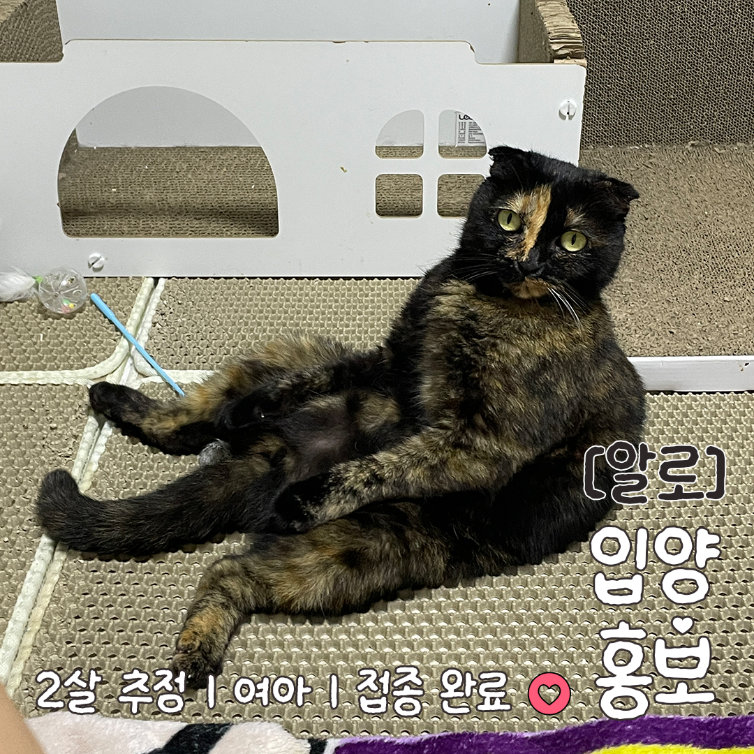 알로_입양홍보_09.jpg
