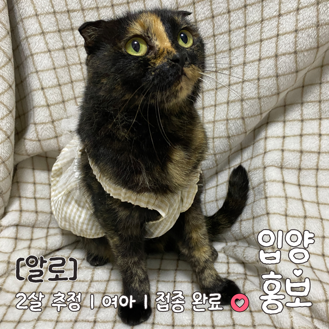 알로_입양홍보_07.jpg