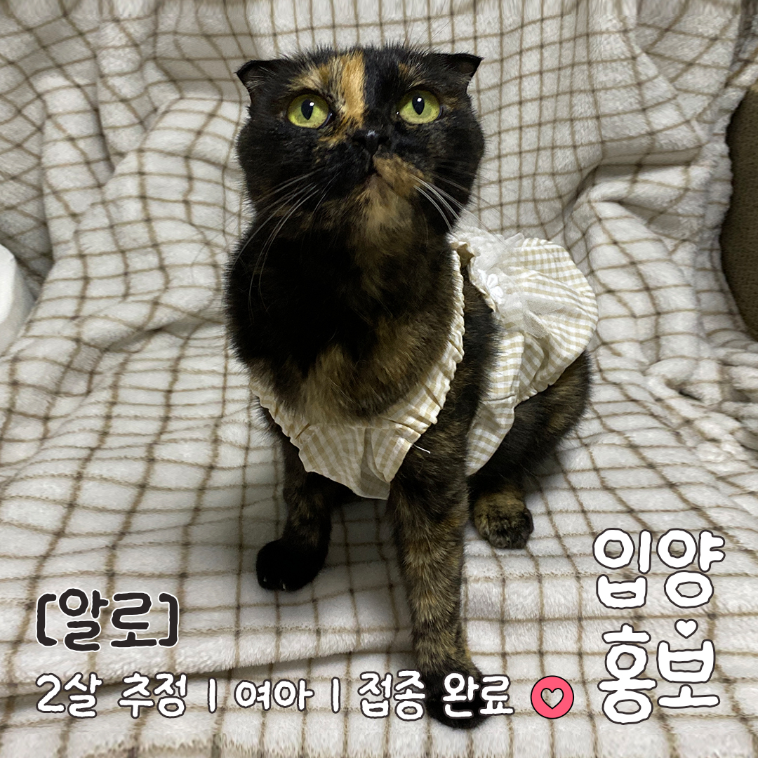 알로_입양홍보_02.jpg