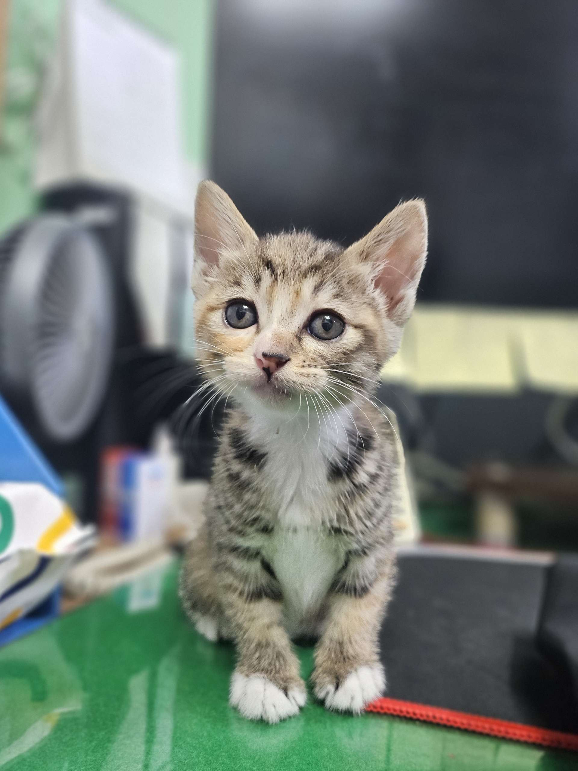 고양이1.jpg