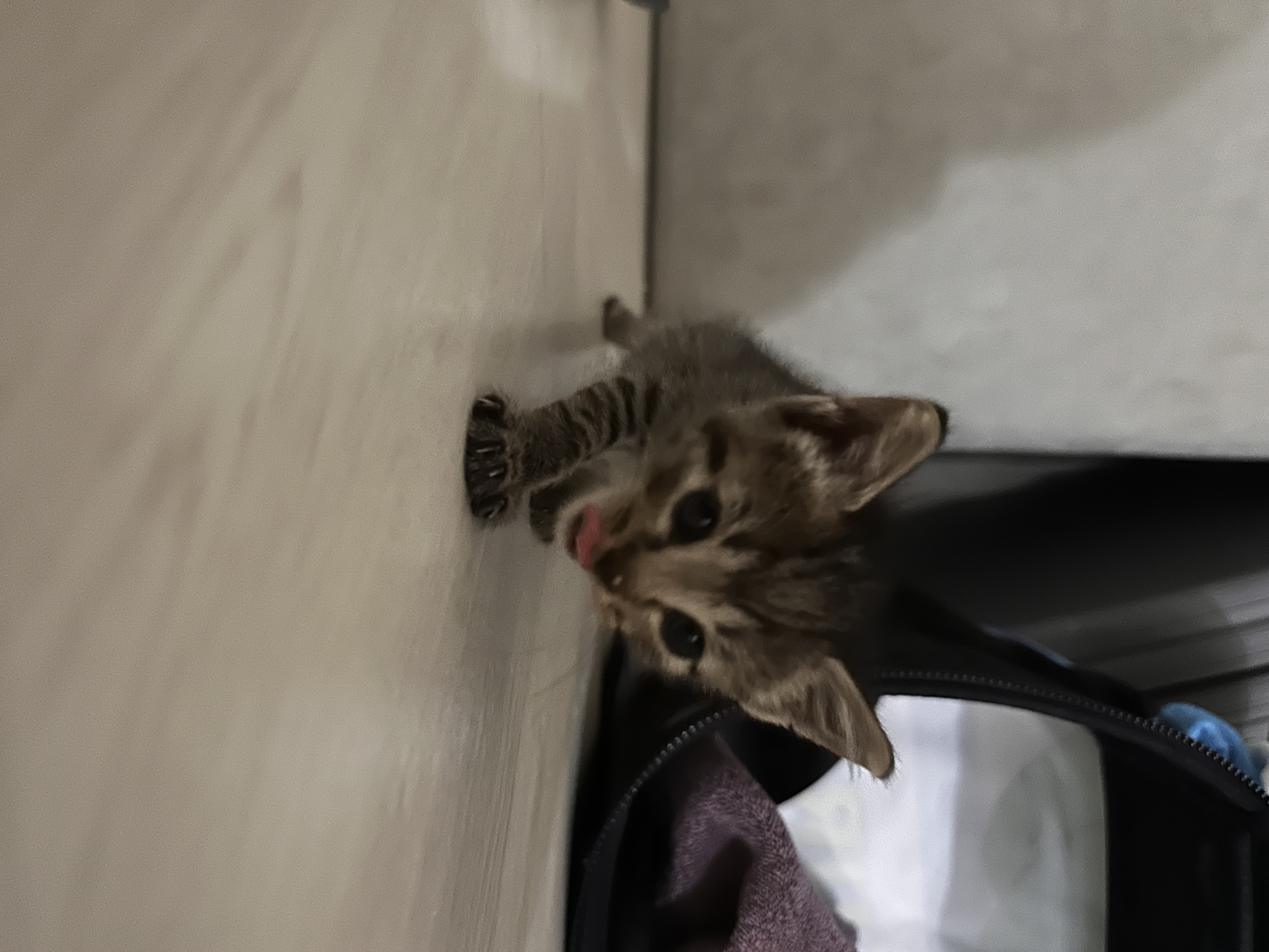 IMG_6609.jpeg