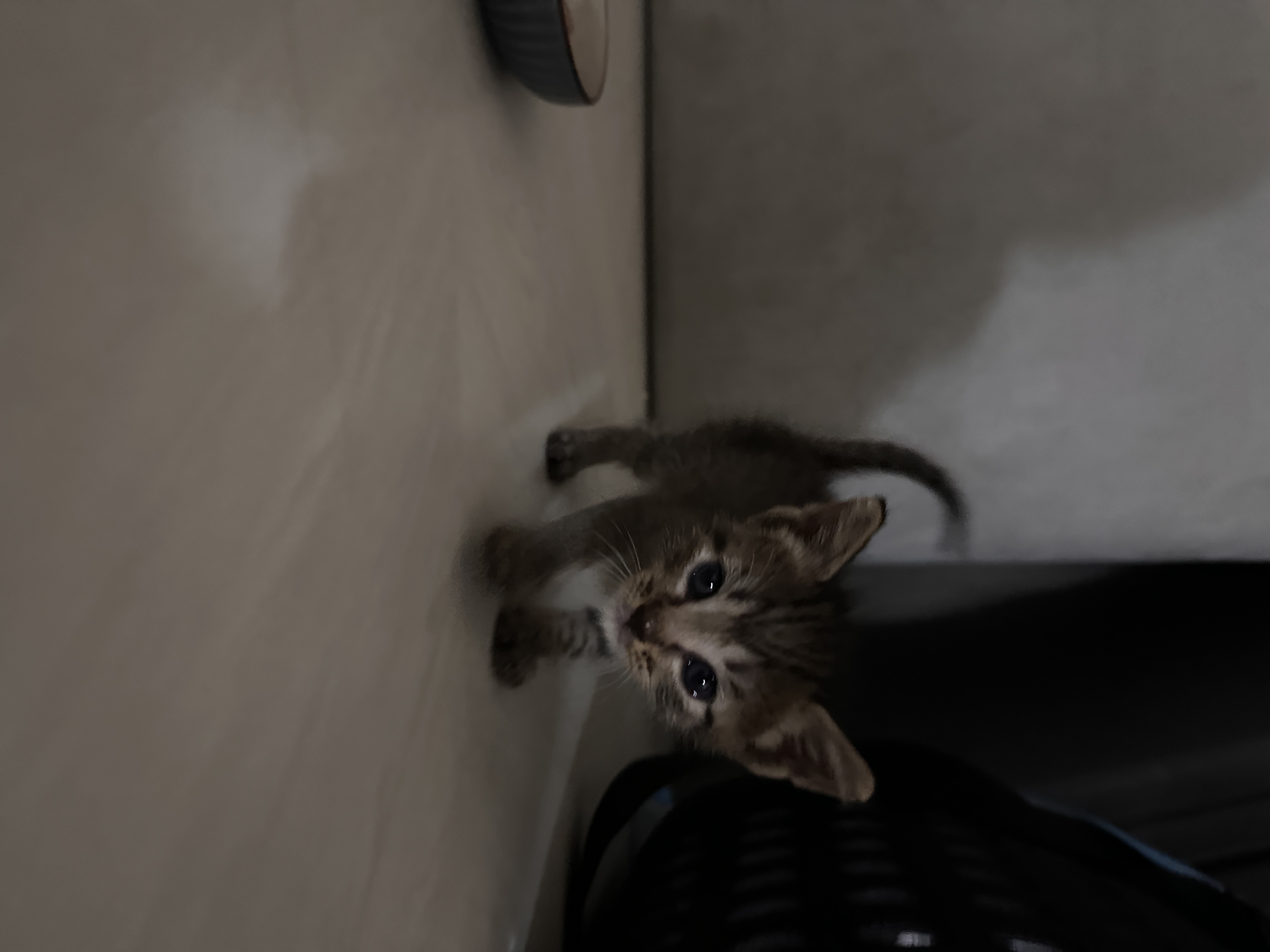 IMG_6607.jpeg