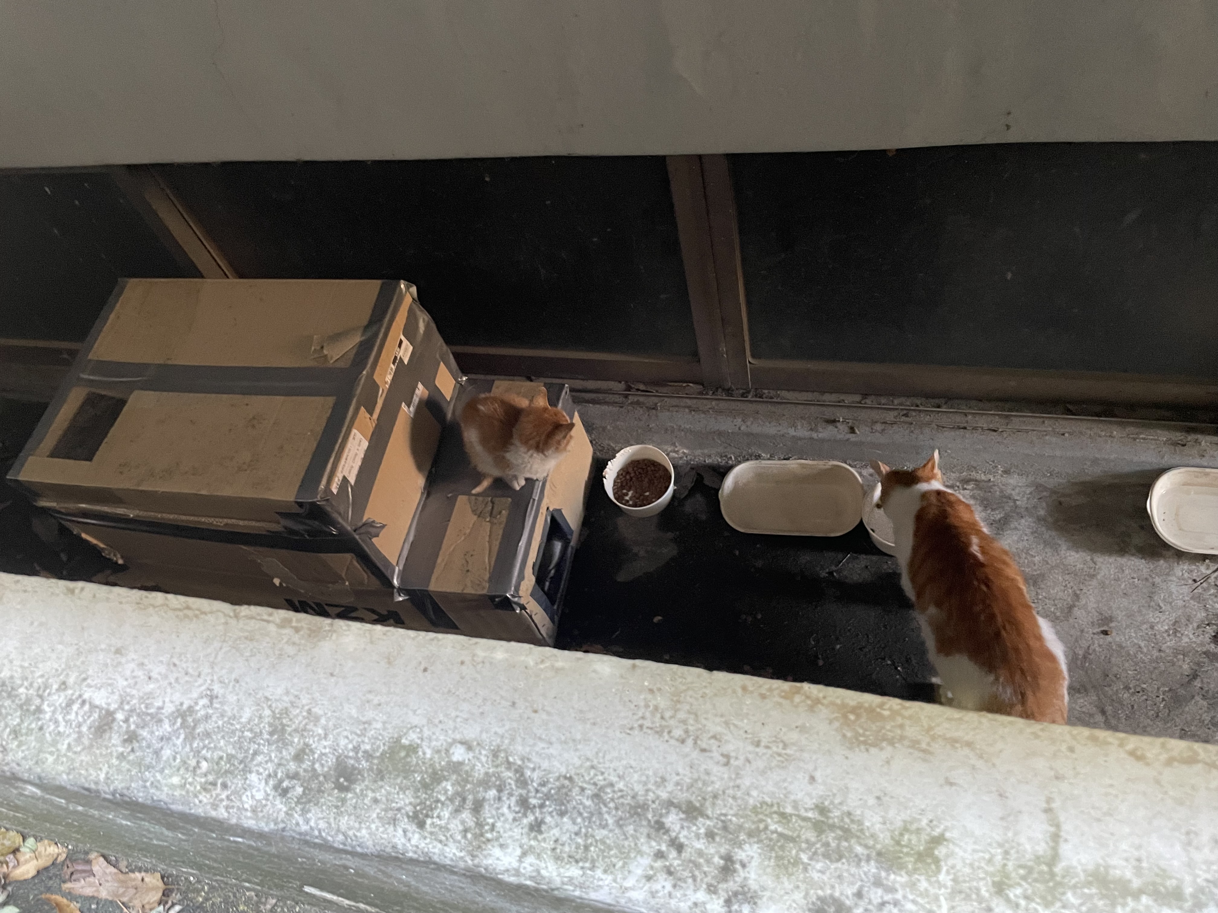 IMG_6070.jpeg