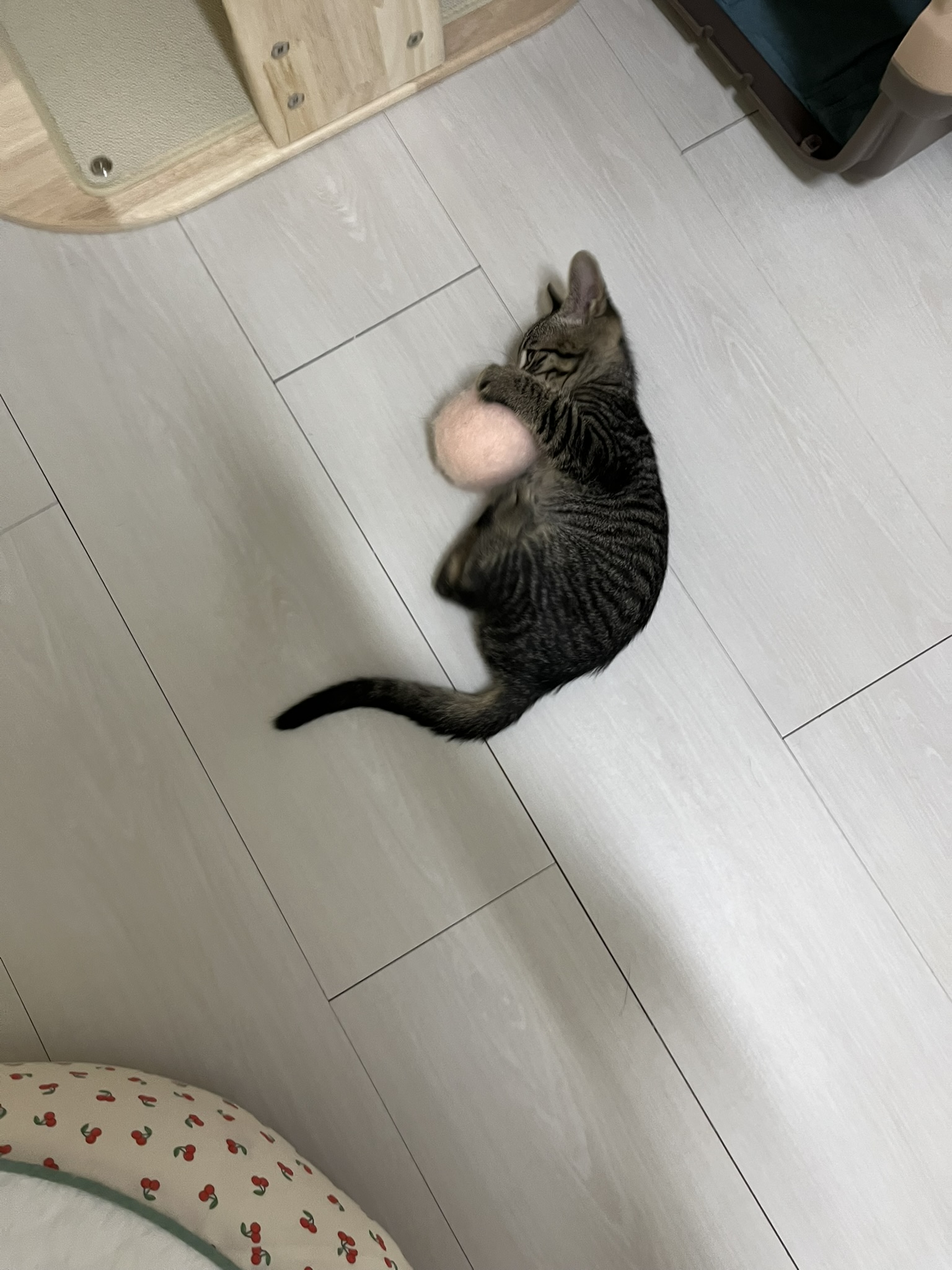 강이6.JPEG
