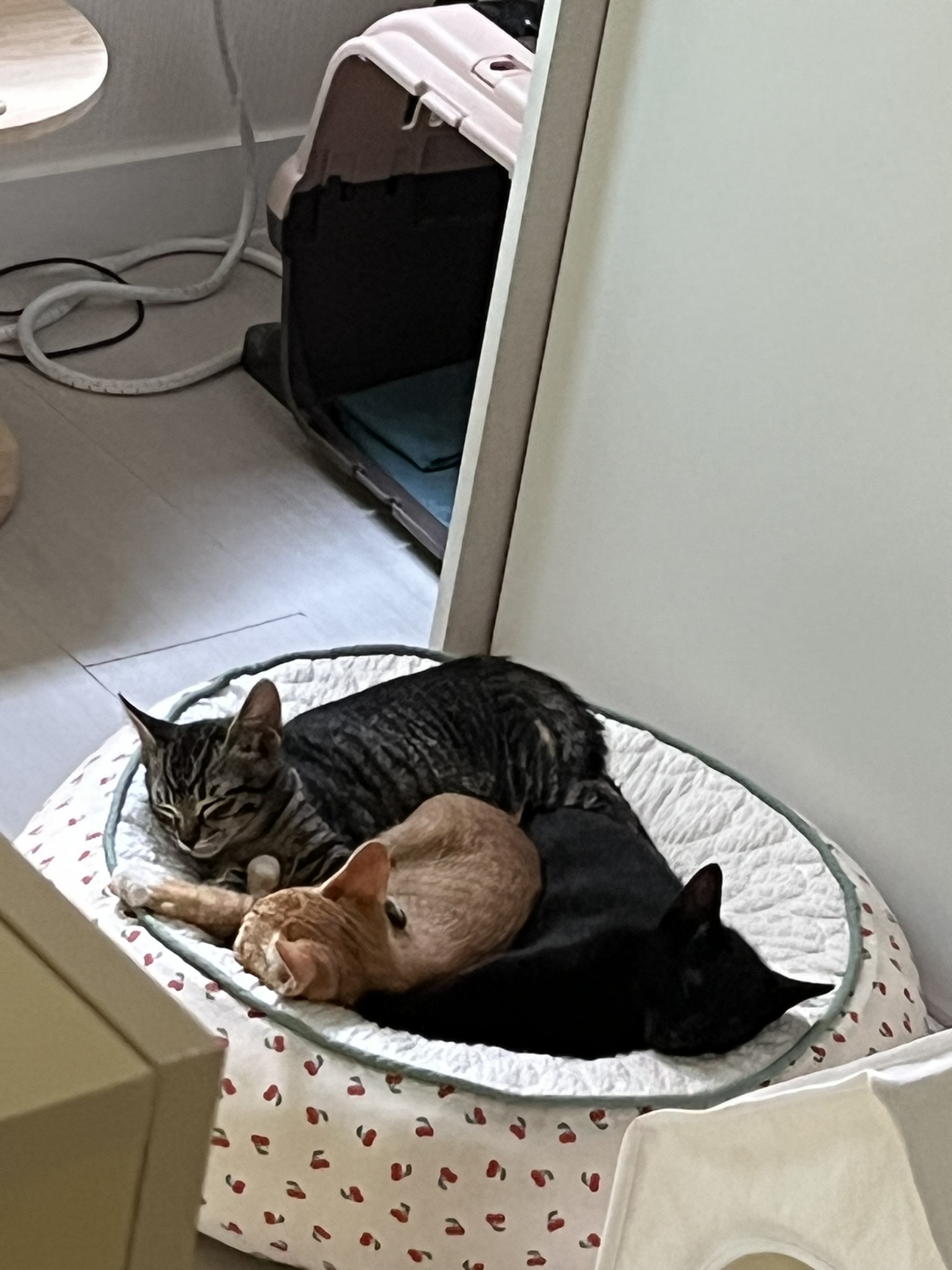 건강금2.JPEG