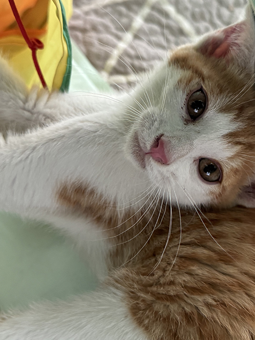 아냥이.jpg