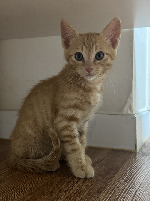 다냥이.jpg