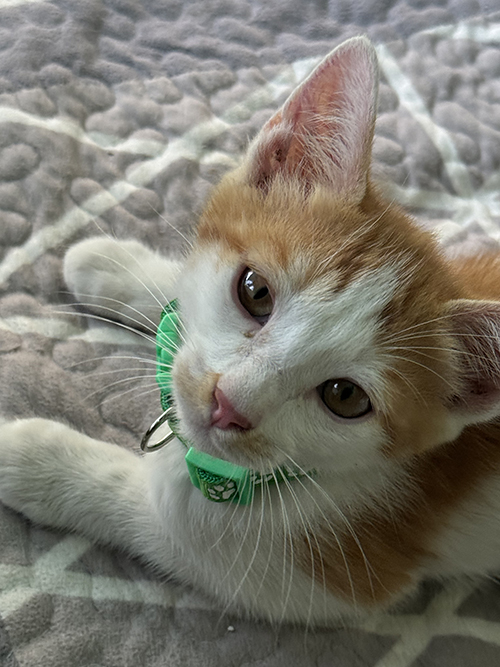 나냥이.jpg