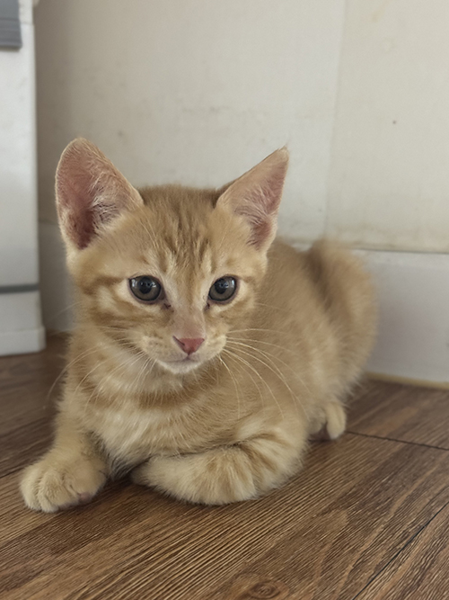 다냥이2.jpg