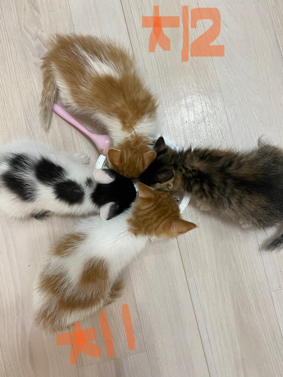 KakaoTalk_20250516_223804781.jpg