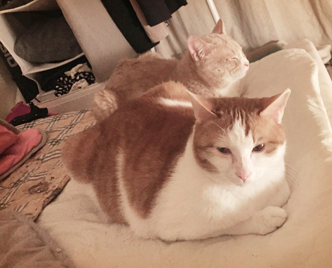 IMG_7724.jpeg