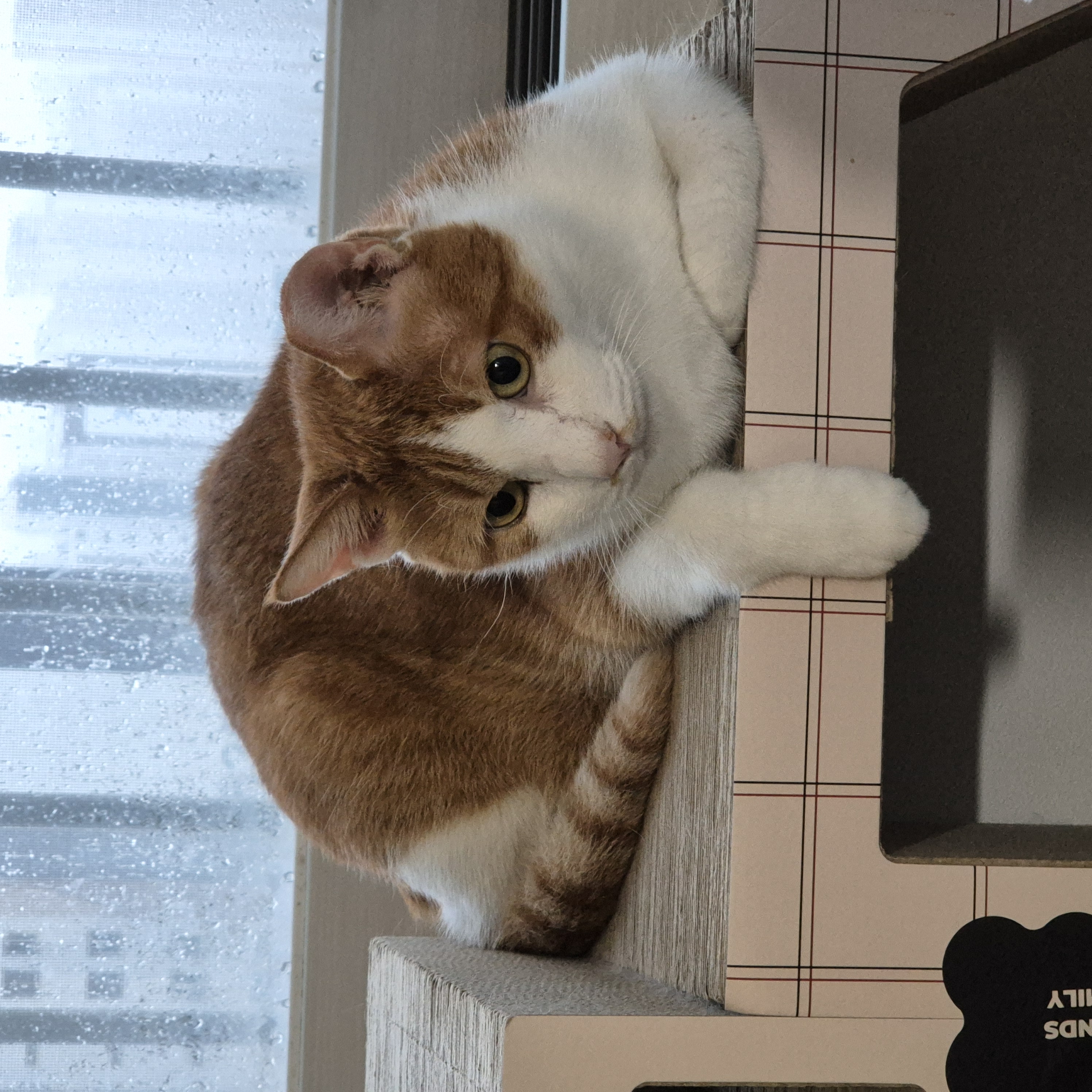 오월이.jpg