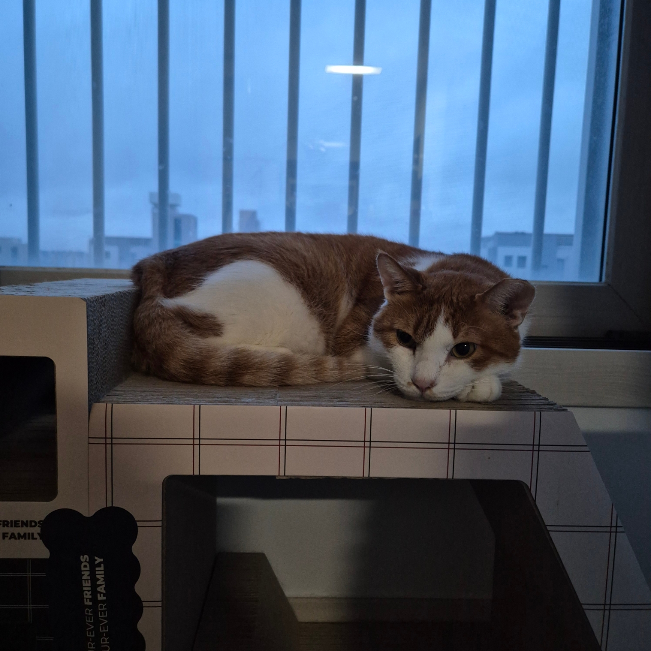 오월이 (8).jpg
