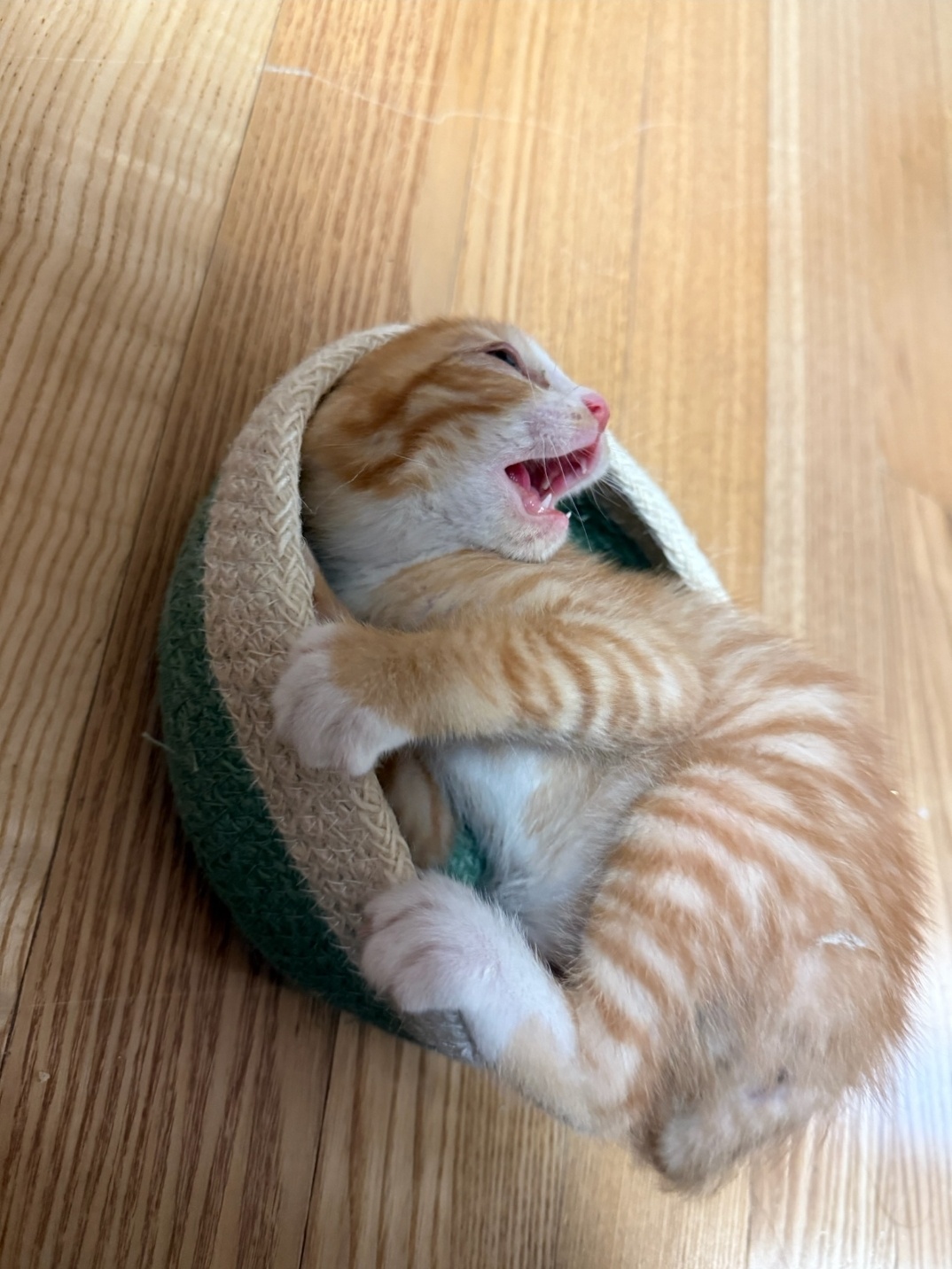 KakaoTalk_20250601_224730482_10.jpg