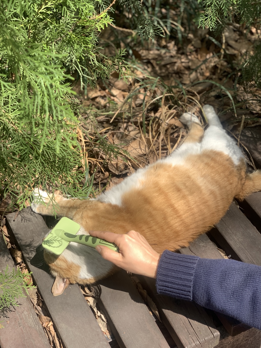 빗질을즐기는.jpg