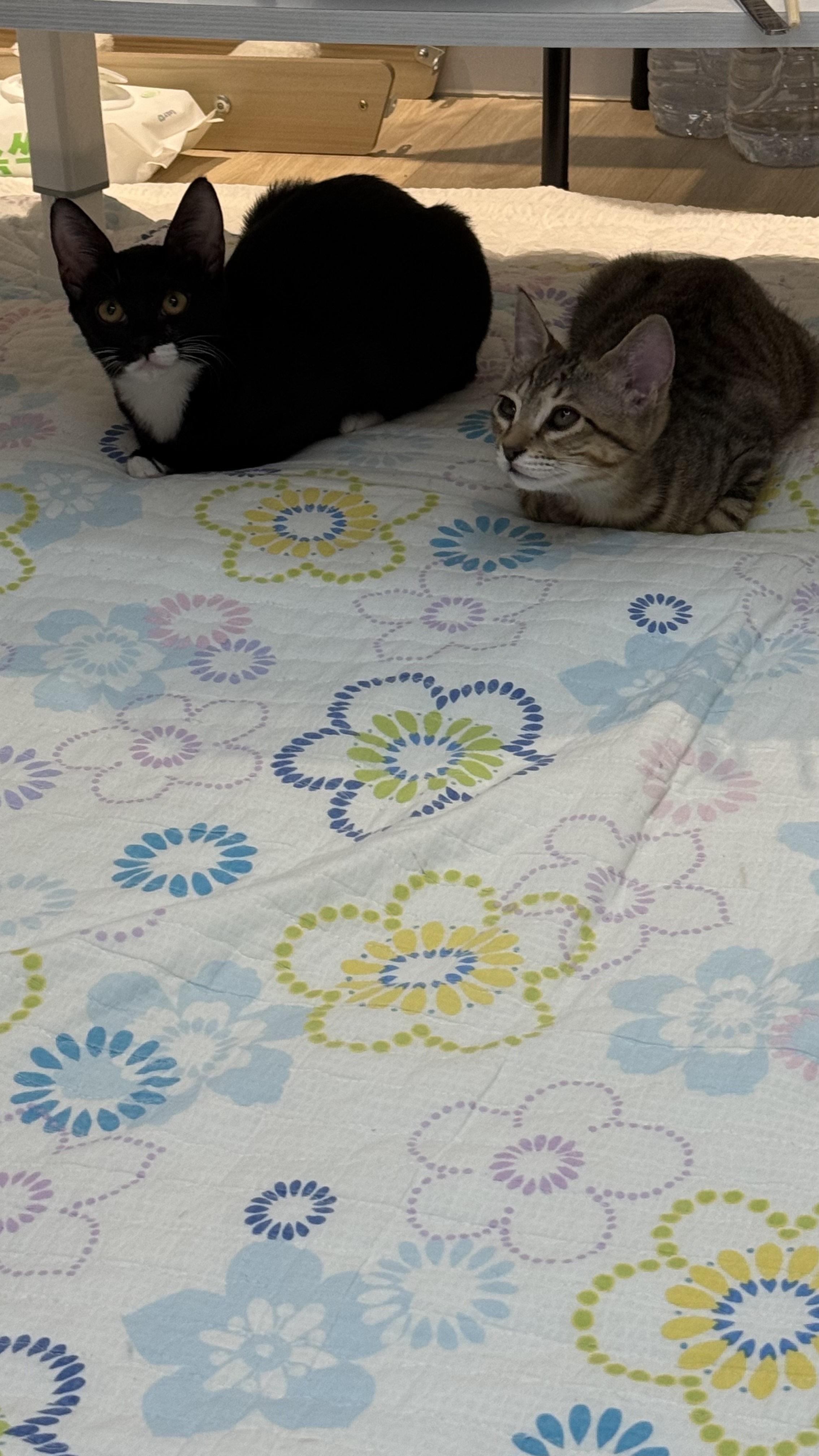 IMG_6029.jpeg