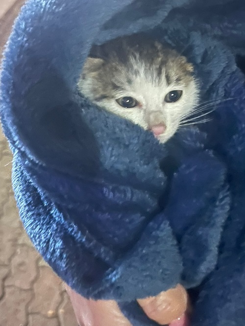 체리 6.jpg
