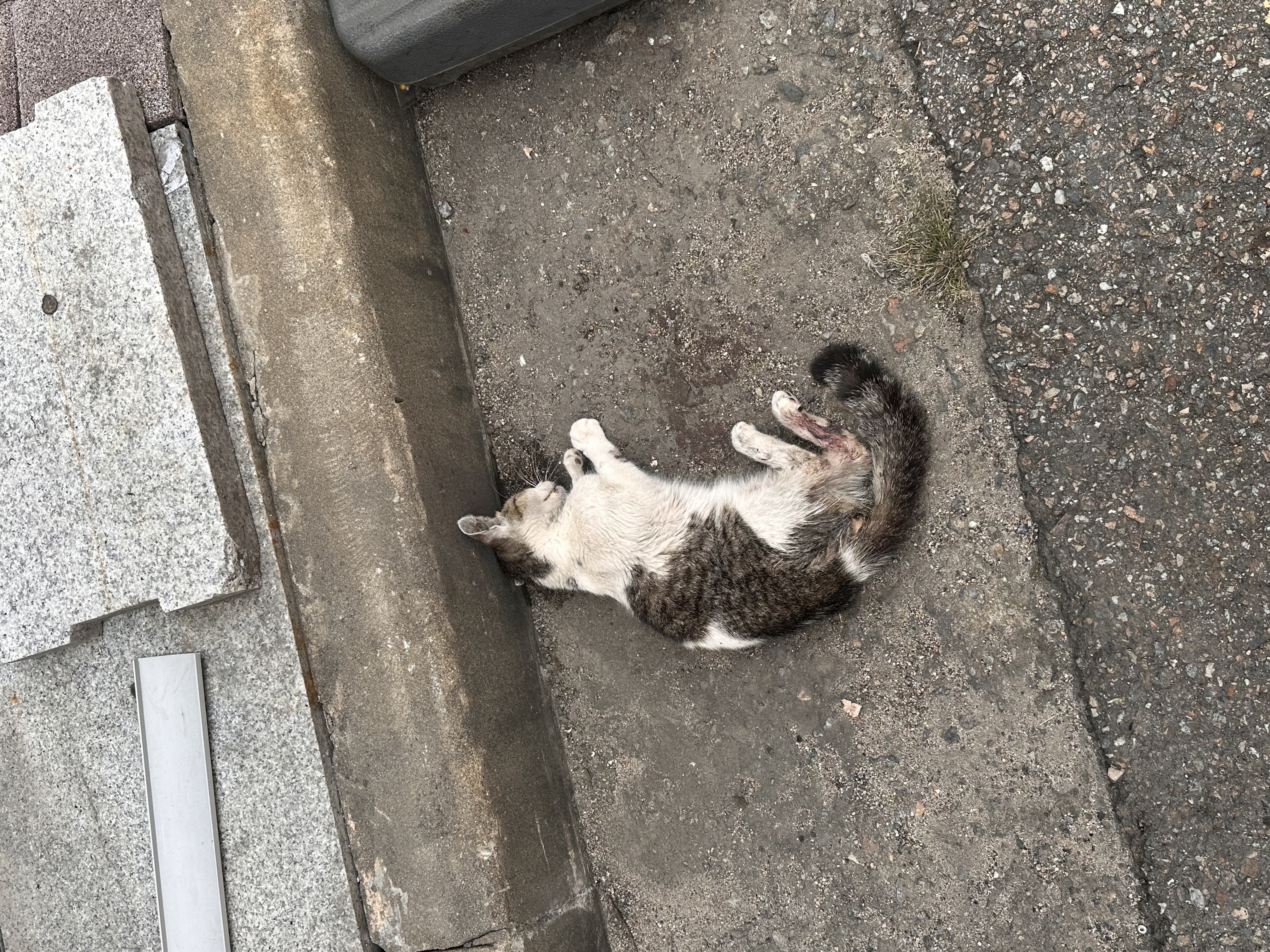 IMG_3795.jpeg