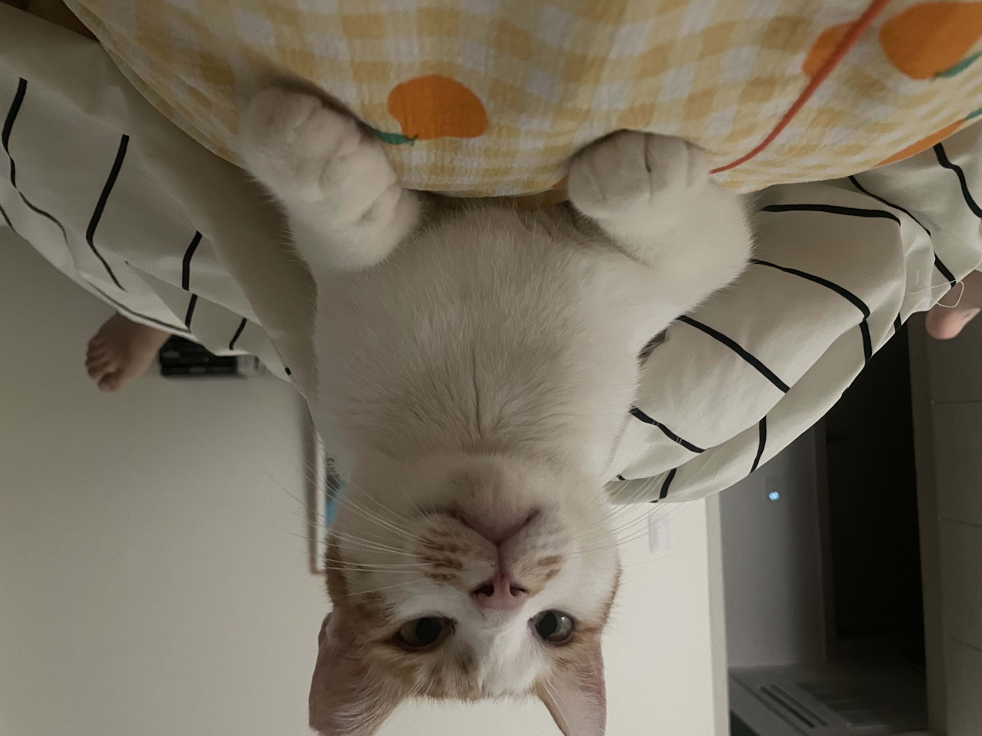 포도 4.jpg