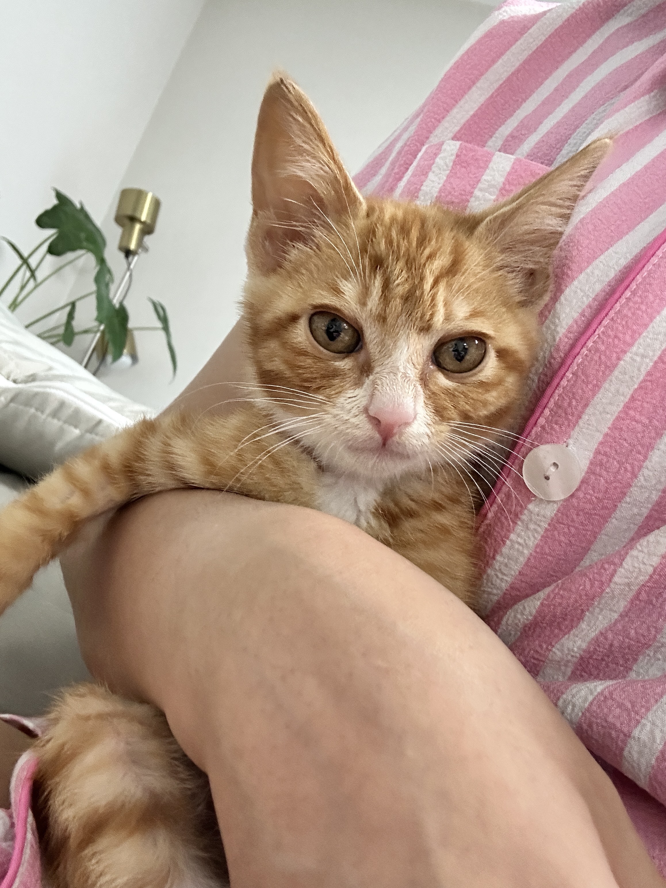 사람좋아고양이.jpg