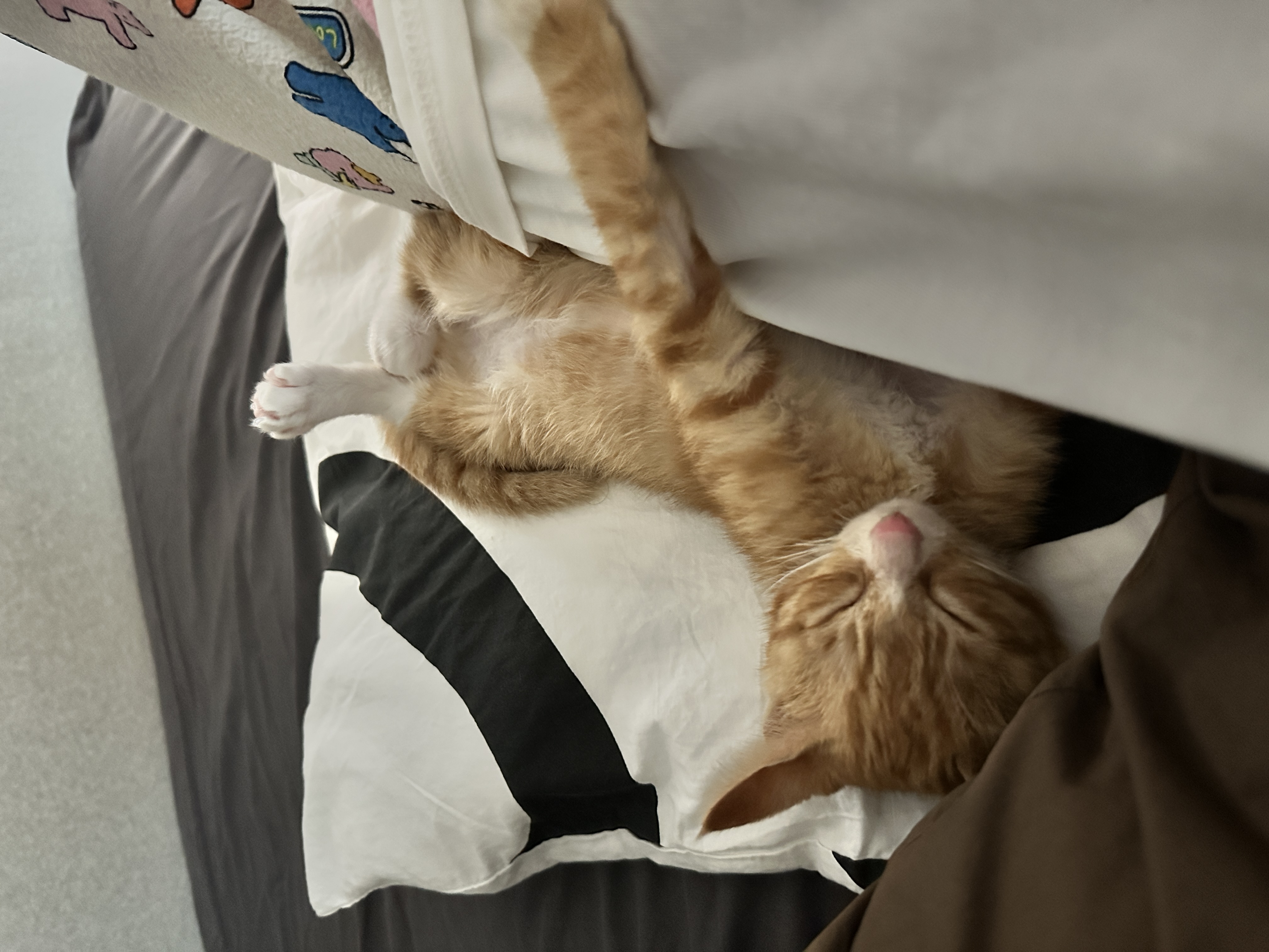 사람좋아고양이2.jpg