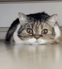 10.gif