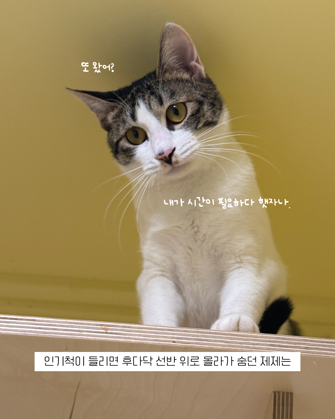 제제5.jpg