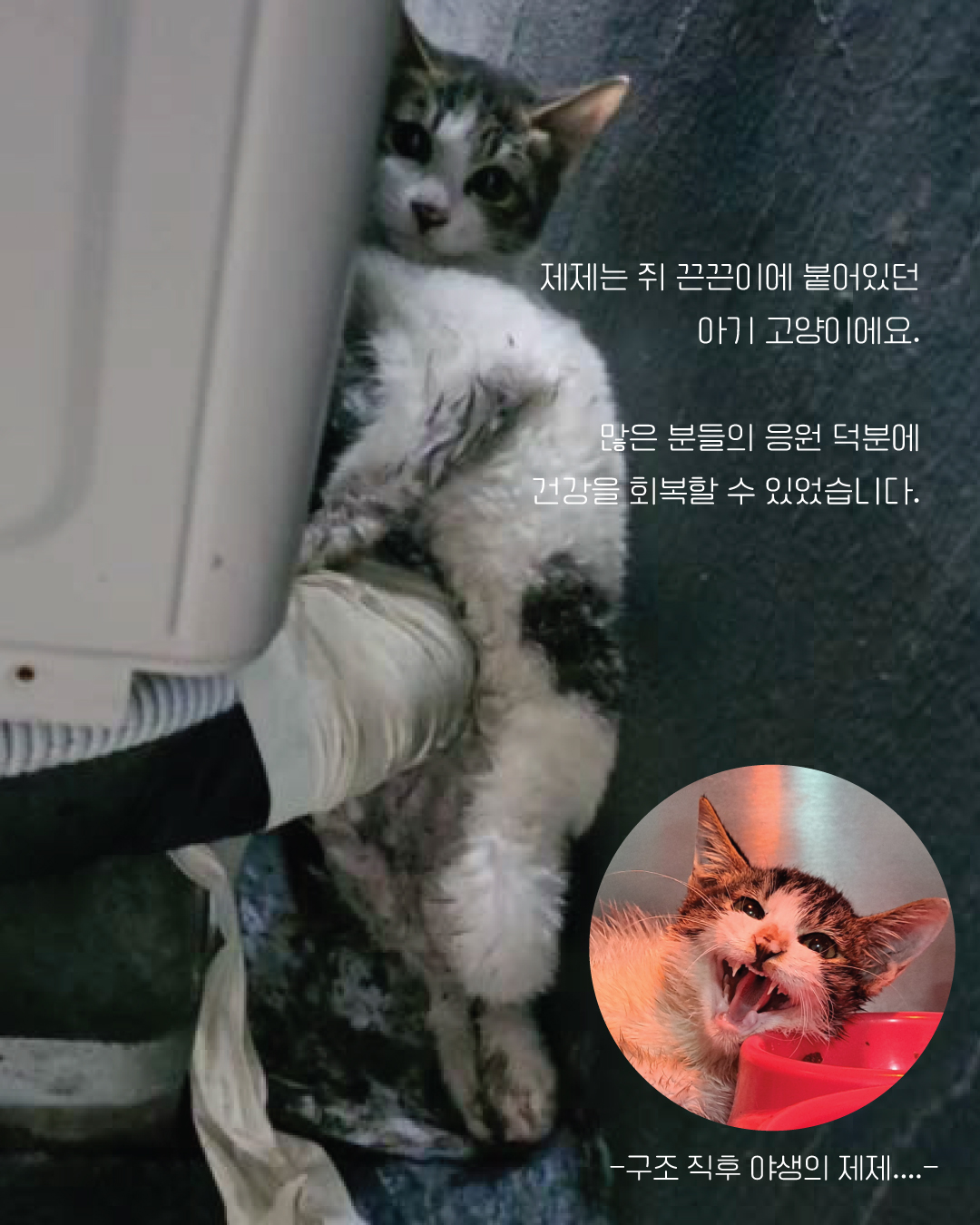 제제3.jpg