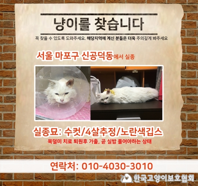 냥이찾기_세부(1_페르시안냥이).jpg