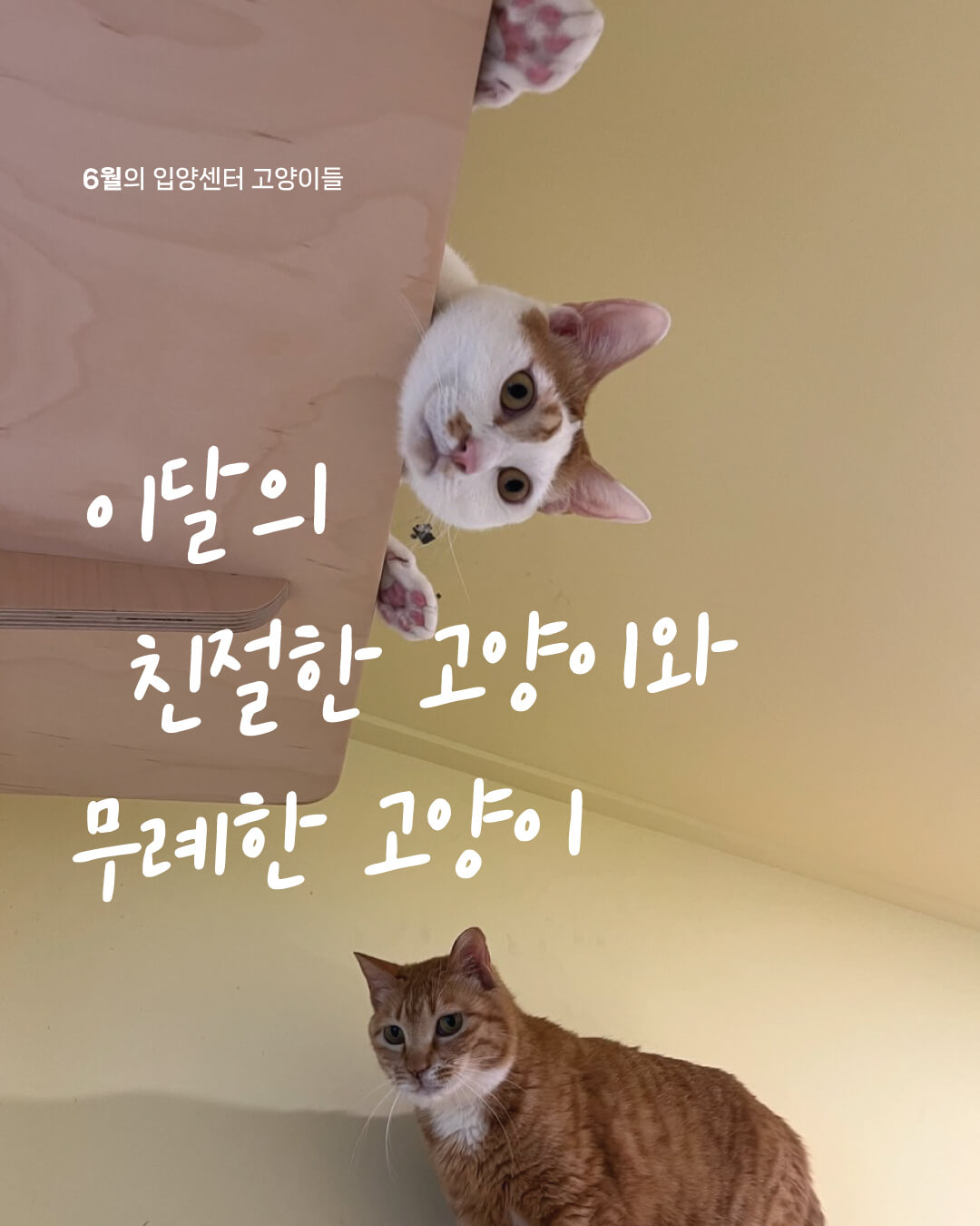 6월냥1.jpg