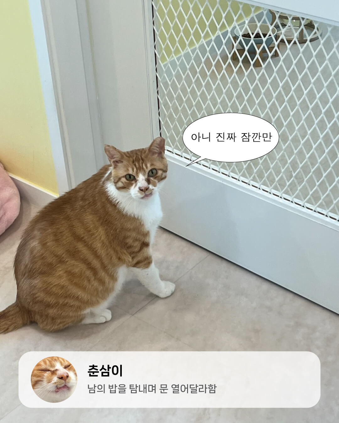 6월냥7.jpg
