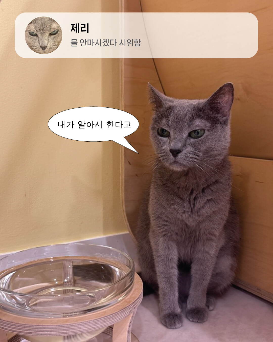 6월냥3.jpg