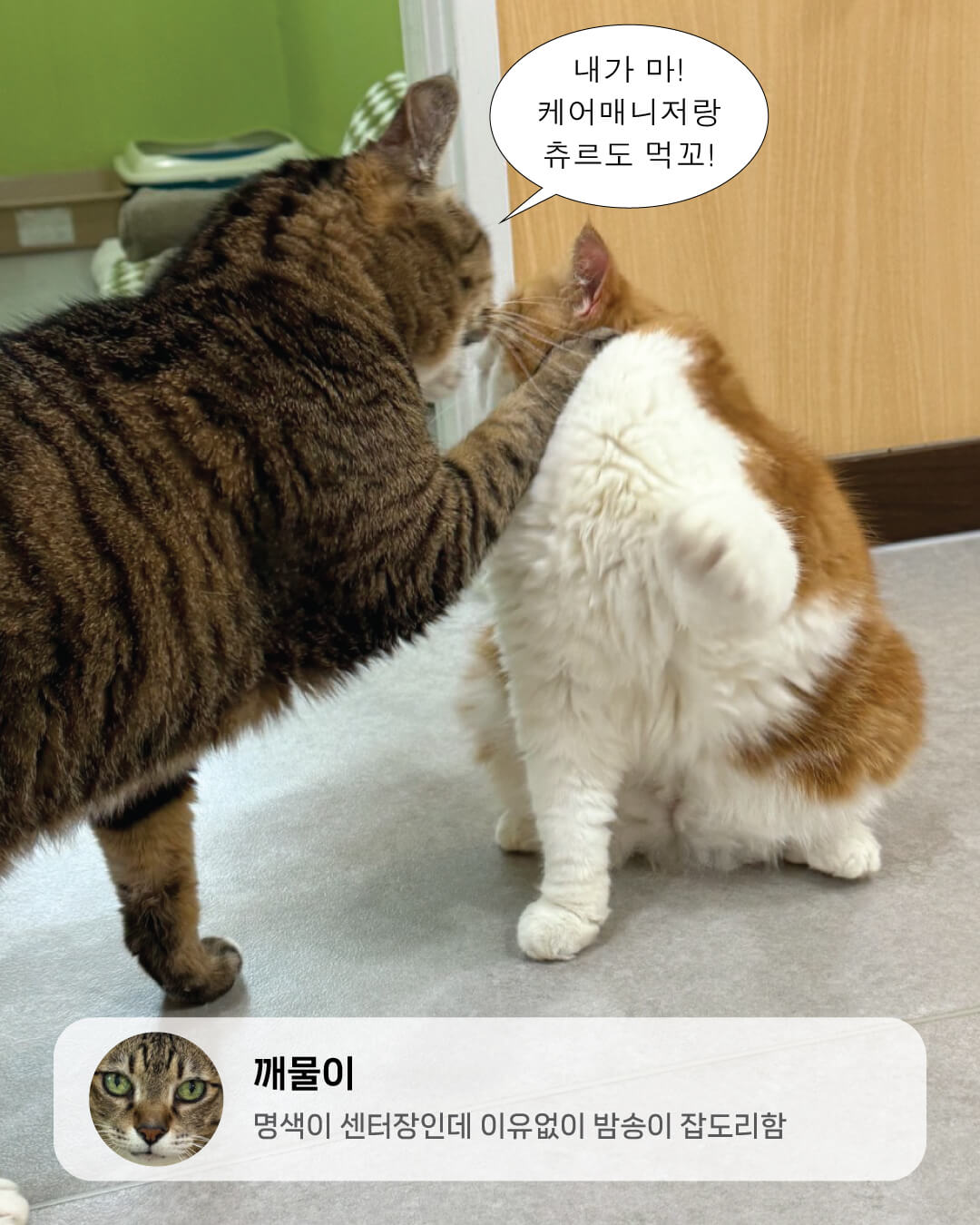 6월냥2.jpg