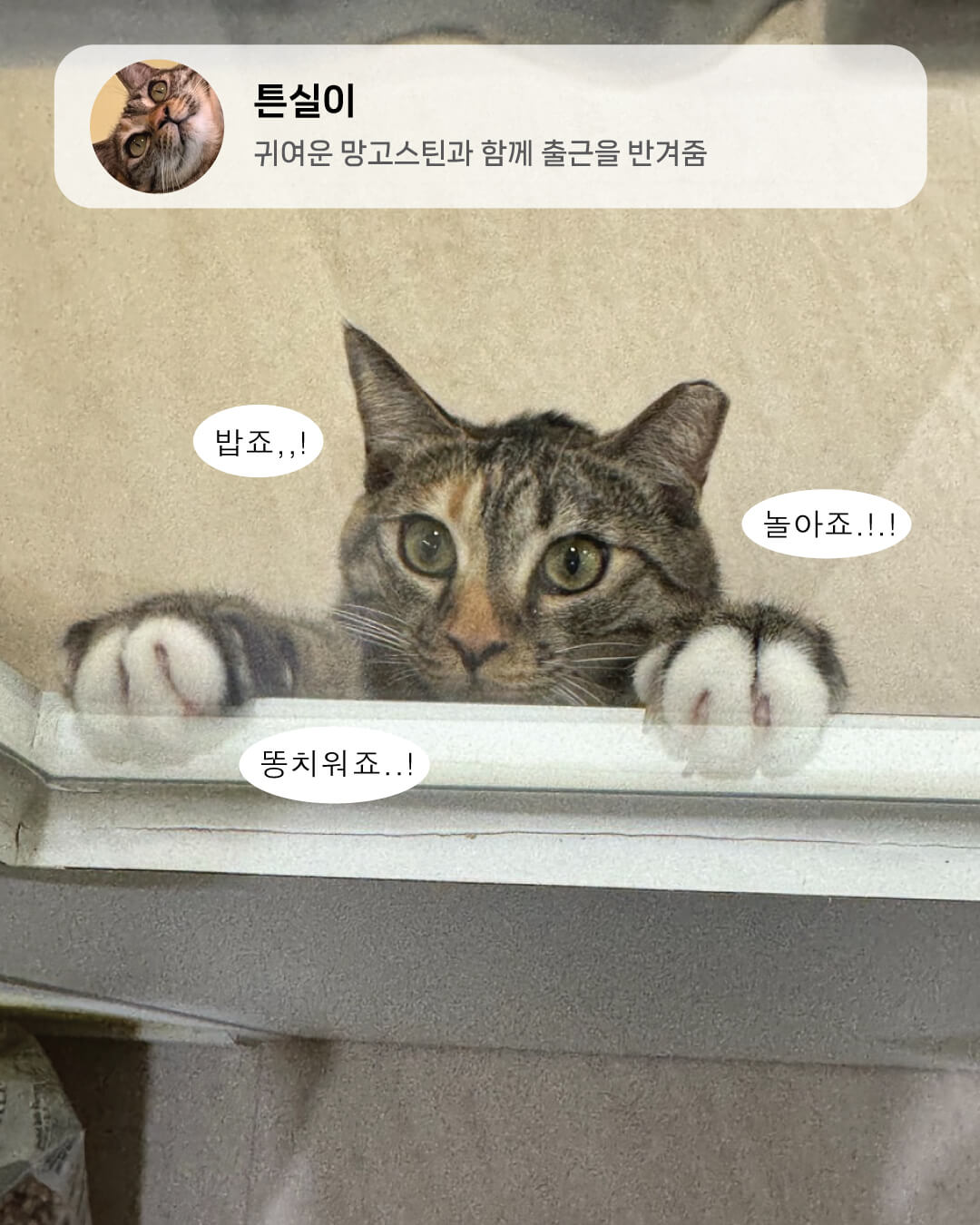 6월냥5.jpg