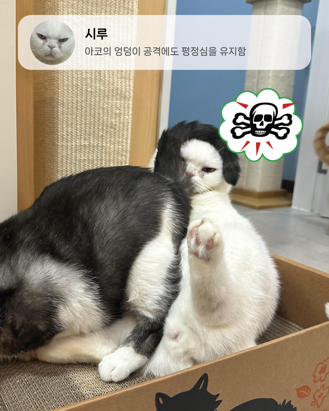 6월냥4.jpg