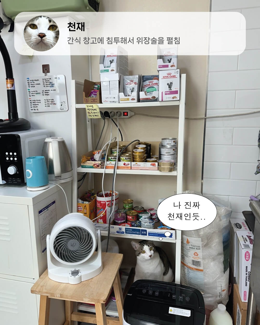 6월냥6.jpg