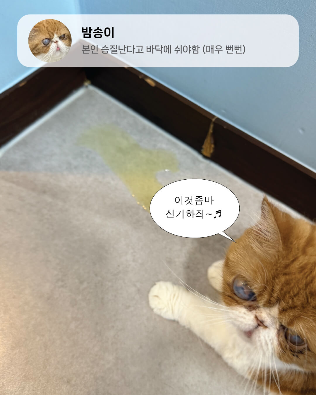 6월냥8.jpg