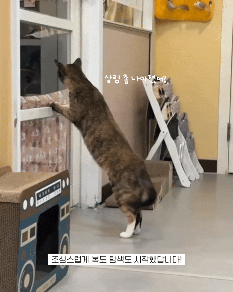 포치10.gif