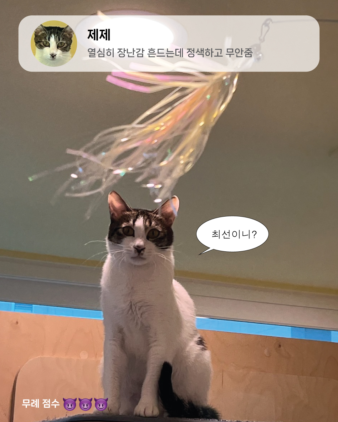 8월냥2.jpg