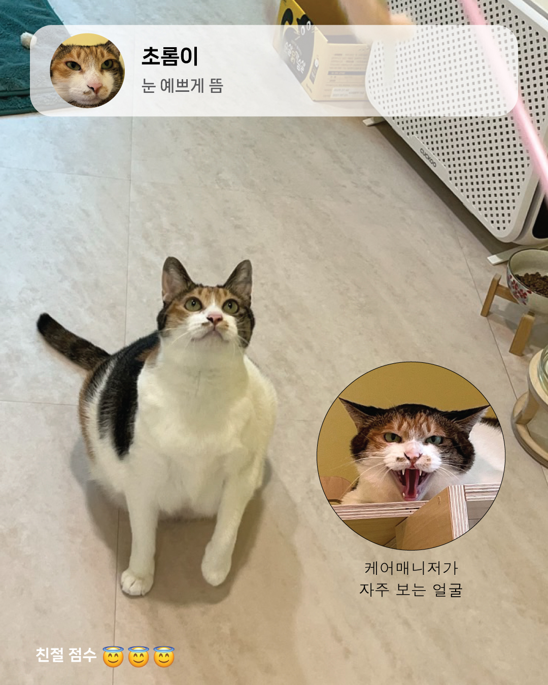 8월냥3.jpg