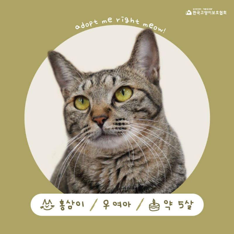 홍삼1.jpg