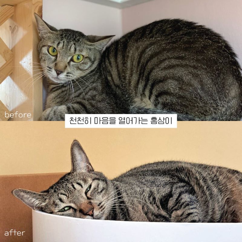홍삼4.jpg