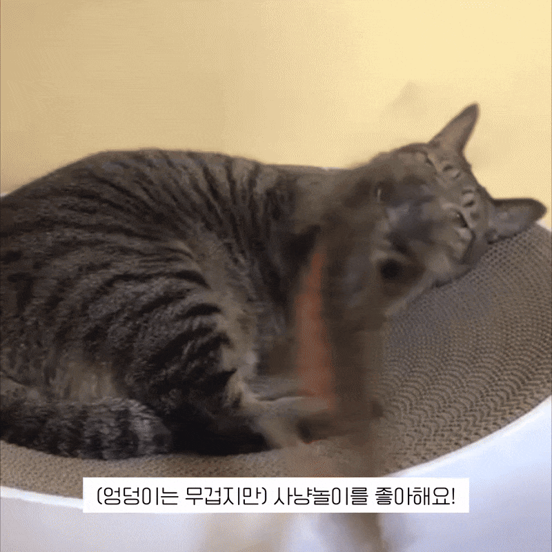 홍삼7.gif