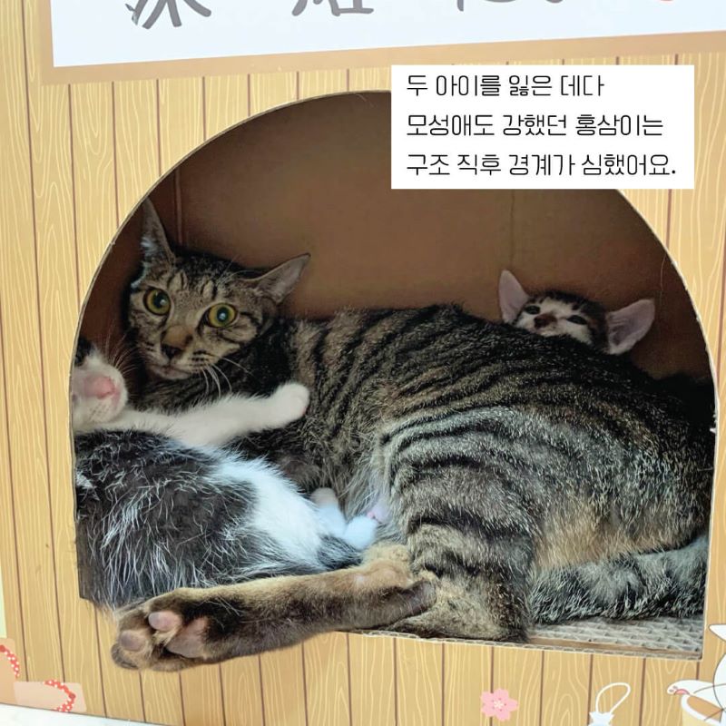 홍삼3.jpg