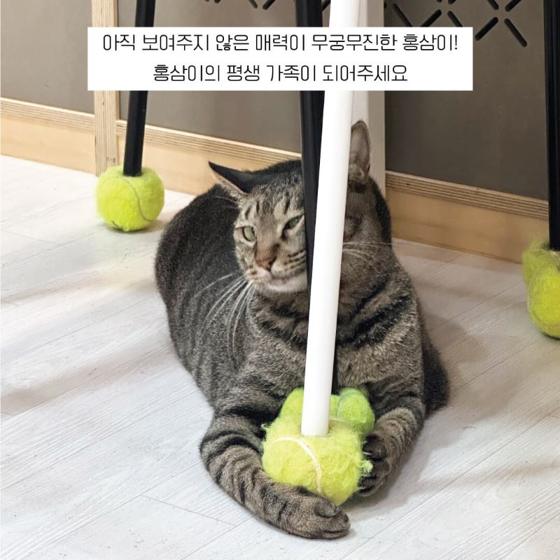 홍삼10.jpg
